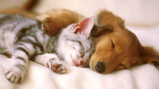 Γαλλία: Ζευγάρι ζούσε με 166 κατοικίδια σε μόλις... 80 τ.μ.!