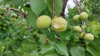 Χαλκιδική: Σοβαρές καταστροφές στα βερίκοκα προκάλεσε η σφοδρή χαλαζόπτωση