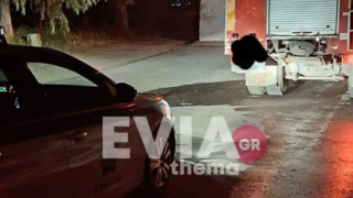 Κτηνωδία στη Χαλκίδα: Πέταξαν σκύλο σε κάδο σκουπιδιών και τον έκαψαν!