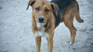 Το φρούτο που αποφεύγουν οι σκύλοι