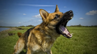 Μεσσηνία: Σκύλος επιτέθηκε και τραυμάτισε σοβαρά 6χρονο