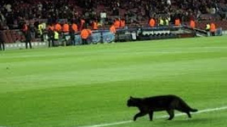 Μαύρη γάτα στο «Καμπ Νου» (video)