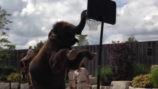 O ελέφαντας που καρφώνει! (video)