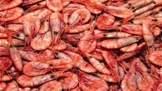 Κοντέινερ με γαρίδες στον Πειραιά έκρυβε… πάνω από 200 κιλά κοκαΐνης!