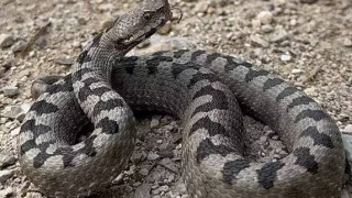 Γ' Εθνική: Ποδοσφαιριστής πήγε στο νοσοκομείο μετά από δάγκωμα οχιάς