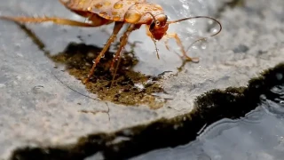 Επιδρομή από ιπτάμενες κατσαρίδες στη Λάρισα, είναι μεταξύ των πιο γρήγορων εντόμων στον κόσμο!