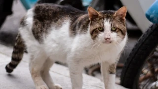 Θεσσαλονίκη: Ζευγάρι κρατούσε 51 γάτες σε άθλιες συνθήκες για να τις... φάει!