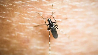 Ιός Δυτικού Νείλου: Πρώτο θανατηφόρο κρούσμα στις Σέρρες