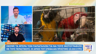 Φρίκη στη Χαλκιδική: Έκοψε τα φτερά των παπαγάλων για να τους φωτογραφίζει με περαστικούς (vid)
