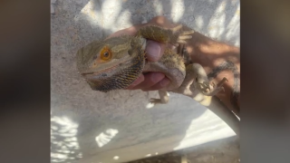 Θεσσαλονίκη: «Δράκος» έκανε βόλτες στην Άνω Πόλη