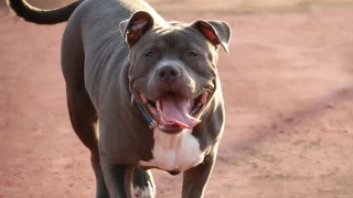 Θεσσαλονίκη: Κακουργηματική δίωξη σε 40χρονο για τον θάνατο του πίτμπουλ του