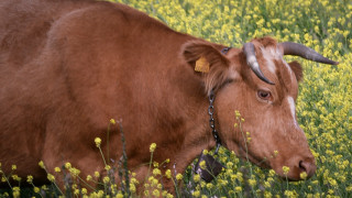 Ποια χώρα έχει τεράστια ανάγκη σε βοσκούς