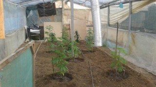 Θεσσαλονίκη: Οικογενειακή «επιχείρηση» καλλιέργειας κάνναβης (ΦΩΤΟ)