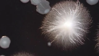 «Νόσος των Λεγεωνάριων»: Τι είναι και πώς μεταδίδεται