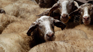 Κρήτη: Όλα του γάμου δύσκολα λόγω... πανώλης