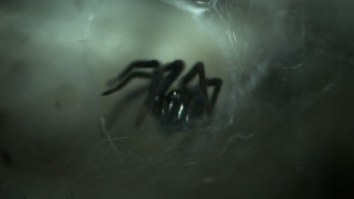 Πύργος: Κρίσιμη η κατάσταση 48χρονου που δέχθηκε τσίμπημα αράχνης