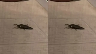 Λάρισα: Εντοπίστηκε σπάνιο δηλητηριώδες έντομο- Μοιάζει με μεγάλη κατσαρίδα (vid)