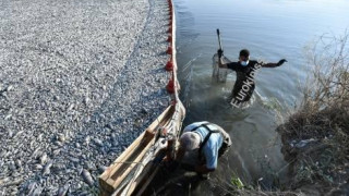 Βόλος: Σε ποιες παραλίες συνιστάται η αποφυγή κολύμβησης λόγω των νεκρών ψαριών