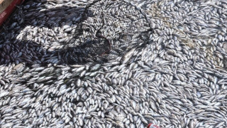 Βόλος: Το Λιμεναρχείο απαγόρευσε το μπάνιο σε δεκάδες παραλίες λόγω των νεκρών ψαριών