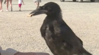 Κοράκια εκπαιδεύτηκαν να μαζεύουν... γόπες