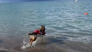 Καμένα Βούρλα: Σκύλος ναυαγοσώστης έσωσε λουόμενο από πνιγμό