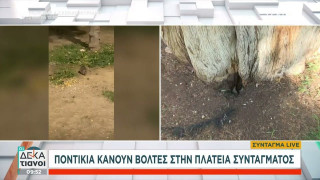 Αθήνα: Η πλατεία Συντάγματος γέμισε... ποντίκια! (vid)