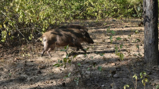 Λάρισα: Αγέλη αγριογούρουνων στη μέση του δρόμου στην παλιά εθνική