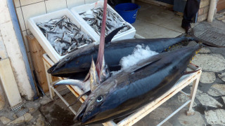 Γιατί ο υδράργυρος σκορπάει τρόμο στην αγορά του τόνου