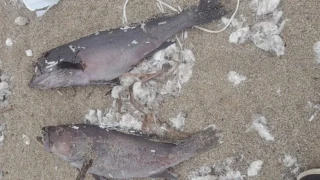 Φαλάσσαρνα: Δεκάδες νεκρά ψάρια ξέβρασε η θάλασσα