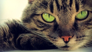 Ο ιός που εξοντώνει γάτες σε Θεσσαλονίκη και Χαλκιδική