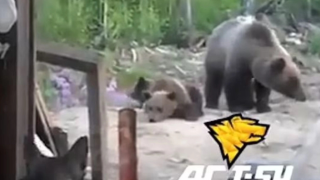 Σοκαριστική στιγμή: Εργάτες γελoύν με αρκούδες, που τους σκοτώνουν αμέσως μετά!