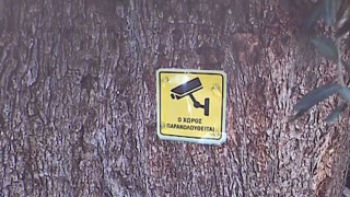 Viral Κρητικός παραγωγός που έβαλε κάμερες σε λιόδεντρα