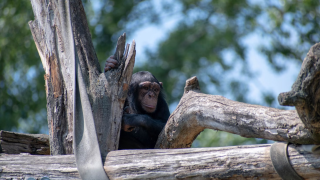 Ζευγάρι μεγάλωνε το γιο του μαζί με χιμπατζή: Η τραγική κατάληξη του πειράματος