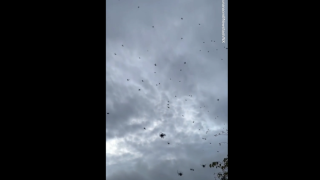 Βραζιλία: Κατακλυσμός από αράχνες-Ποια η εξήγηση