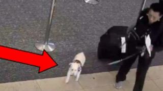 Φρίκη σε αεροδρόμιο: Σκότωσε τον σκύλο της επειδή δεν της επετράπη να τον έχει μαζί της!