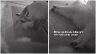 Ταϊλάνδη: Άνιωθο Σαμογέντ παραμένει ξαπλωμένο στη διάρκεια του μεγάλου σεισμού!