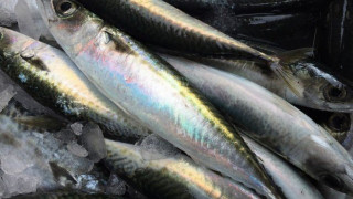 Θεσσαλονίκη: Κατασχέθηκαν 50 κιλά κολιού στη Ν. Μηχανιώνα