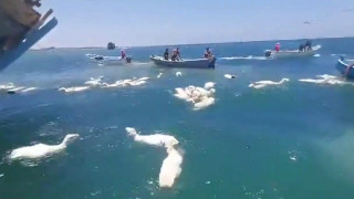 Ψαράδες στην Υεμένη έσωσαν πρόβατα που έπεσαν στη θάλασσα