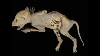 Capacabra: Το μυστηριώδες πλάσμα με ανθρώπινα χέρια