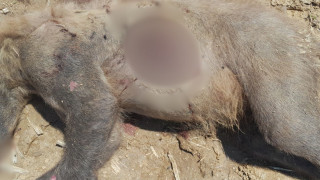 Νεκρή αρκούδα από πυροβόλο όπλο στην Λιθιά Καστοριάς