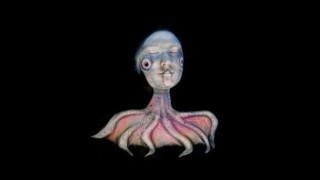  Ζωγραφίζουν στο σώμα τους χταπόδια και μέδουσες για... καλό σκοπό (video)