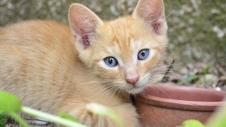 Θεσσαλονίκη: Επιδημία έχει εξολοθρεύσει τις μισές γάτες της πόλη