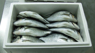 Θεσσαλονίκη: Κατασχέθηκαν 35 κιλά τσιπούρες στη Νέα Μηχανιώνα