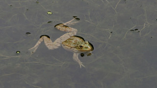 Χαλκιδική: «Έβρεξε» βατράχια στα Νέα Μουδανιά-Πώς εξηγείται το σπάνιο φαινόμενο