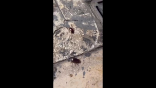 Κατσαρίδες «καλωσορίζουν» τους επισκέπτες στο αεροδρόμιο του Ηρακλείου