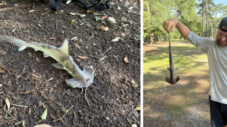 Έβρεξε... καρχαρίες σε γήπεδο γκολφ!