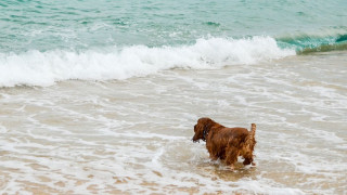 Αναλυτικός οδηγός: Τι επιτρέπεται και τι απαγορεύεται για τα σκυλιά στην παραλία