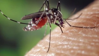 Τσίμπημα κουνουπιού: Τι δεν πρέπει να κάνεις