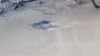 Έβλεπαν κροκόδειλο να κατασπαράζει τον φίλο τους!