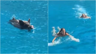 Ιθάκη: Πήγαν για μπάνιο και τους πήρε στο κυνήγι... αγριογούρουνο